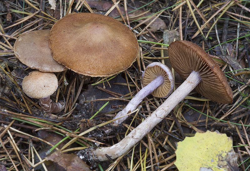 Cortinarius venustus